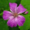 GERANIUM Nodosum -Garden Plants geranium nodosum 2