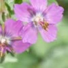 GERANIUM Phaeum 'Alec's Pink' 1 GERANIUM Phaeum 'Alec's Pink' -Garden Plants geranium phaeum alec s pink web