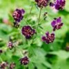 GERANIUM Phaeum 'Joseph Green' -Garden Plants geranium phaeum joseph green 5240234