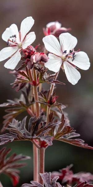GERANIUM Pratense 'Midnight Ghost' 3 GERANIUM Pratense 'Midnight Ghost'