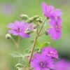 GERANIUM Pyrenaicum 'Bill Wallis'