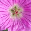 GERANIUM 'Sheilah Hannay' -Garden Plants geranium sheilah hannay