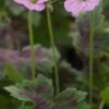 GERANIUM X Oxonianum 'Walter's Gift' -Garden Plants geranium x oxonianum walter s gift 4282365