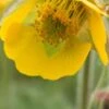 GEUM 'Bremner's Nectarine' -Garden Plants geum bremner s nectarine 5070038