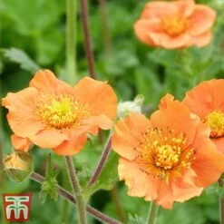 Geum Coccineum 'Cooky' -Garden Plants geum cook2
