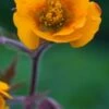 GEUM 'Karlskaer' -Garden Plants geum karlskaer 4272275