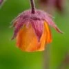 GEUM 'Marmalade' -Garden Plants geum marmalade 5010200