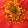 GEUM 'Mrs. J. Bradshaw' -Garden Plants geum mrs j