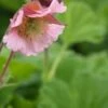 GEUM 'Pink Frills' -Garden Plants geum pink frills 5010242