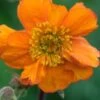 GEUM 'Rearsby Hybrid' -Garden Plants geum rearsby hybrid 5010197