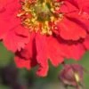 GEUM 'Red Wings' -Garden Plants geum red wings 051265