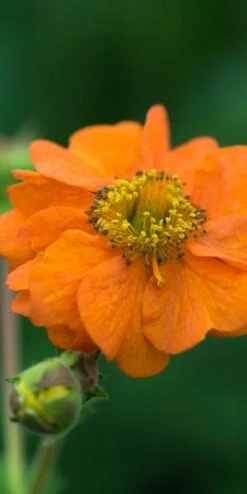 GEUM 'Rijnstroom'