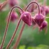 GEUM Triflorum -Garden Plants geum trifolium 4071074