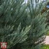 Sequoiadendron Giganteum 'Glaucum' -Garden Plants gl