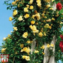 Rose 'Golden Showers' (Climbing) -Garden Plants golden