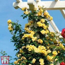 Rose 'Golden Showers' (Climbing) -Garden Plants golden2