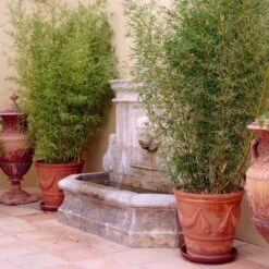 Golden Bamboo | Phyllostachys Aurea -Garden Plants goldenbamboo 5