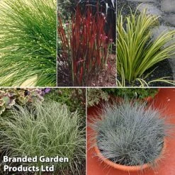 Colourful Ornamental Grass Collection -Garden Plants grass coll