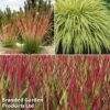 Summer Grass Trio -Garden Plants grass trio2