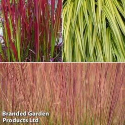 Summer Grass Trio 10 Summer Grass Trio -Garden Plants grass trio3