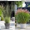 Architectural Grasses Duo -Garden Plants grass1