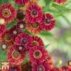 Helenium Autumnale 'Red Shades' -Garden Plants hele autumn