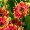 HELENIUM Autumnale 'Bandera' -Garden Plants helenium autumnale bandera