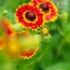 HELENIUM Autumnale 'Fuego' (Mariachi Series) PBR -Garden Plants helenium autumnale fuego 7250760