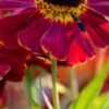HELENIUM 'Dauerbrenner' -Garden Plants helenium dauerbrenner 8150038