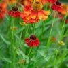 HELENIUM 'Moerheim Beauty' -Garden Plants helenium moerheim beauty web 3