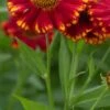 HELENIUM 'Vicky' 1 HELENIUM 'Vicky' -Garden Plants helenium vick web