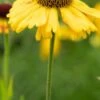 HELENIUM 'Wyndley' 2 HELENIUM 'Wyndley' -Garden Plants helenium wyndley 2 2