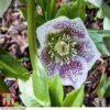 Hellebore 'Hello White' -Garden Plants helle