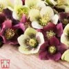 Hellebore X Hybridus 'Mixed' -Garden Plants helle1