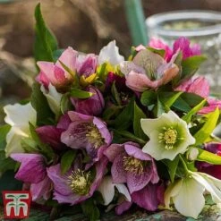 Hellebore X Hybridus 'Mixed' -Garden Plants helle2