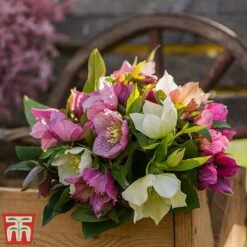 Hellebore X Hybridus 'Mixed' -Garden Plants helle3