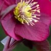 HELLEBORUS Anna's Red (Frostkiss Series) -Garden Plants helleborus anna s red 2080169 2