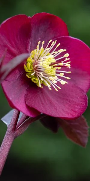 HELLEBORUS Anna's Red (Frostkiss Series) 3 HELLEBORUS Anna's Red (Frostkiss Series)
