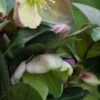 HELLEBORUS Ericsmithii ViV Valeria -Garden Plants helleborus ericsmithii viv valeria 270739