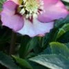 HELLEBORUS Orientalis 'Magic Apricot' (Magic Collection) -Garden Plants helleborus magic apricot web