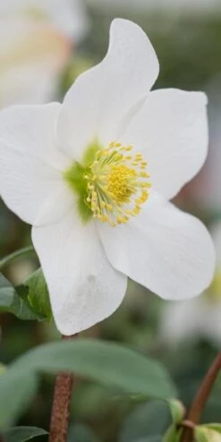 HELLEBORUS Niger 'Mont Blanc' -Garden Plants helleborus mon banc