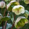 HELLEBORUS (Rodney Davey Marbled Group) Moondance -Garden Plants helleborus moondance 3130842 2