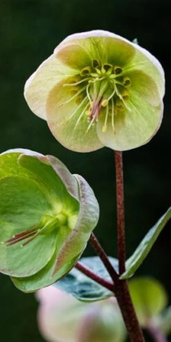 HELLEBORUS (Rodney Davey Marbled Group) Moondance -Garden Plants helleborus moondance 3130848