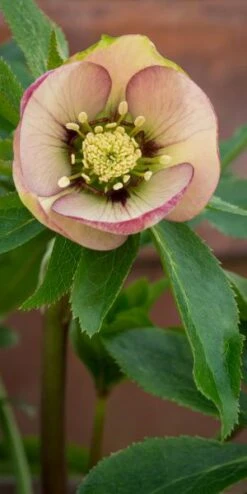 HELLEBORUS Orientalis 'Magic Apricot' (Magic Collection) -Garden Plants helleborus orientalis magic apricot magic collection 2050502