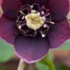 HELLEBORUS Orientalis 'Magic Aubergine' (Magic Collection) 2 HELLEBORUS Orientalis 'Magic Aubergine' (Magic Collection) -Garden Plants helleborus orientalis magic aubergine 1100505