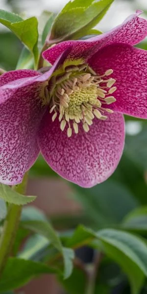 HELLEBORUS Orientalis 'Magic Red' 3 HELLEBORUS Orientalis 'Magic Red'