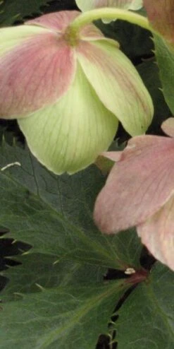 HELLEBORUS X Sternii