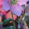 HELLEBORUS Walberton's ® Rosemary PBR (WALHERO) -Garden Plants helleborus walbertons rosemary 2