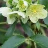 HELLEBORUS Argutifolius 2 HELLEBORUS Argutifolius -Garden Plants hellebourus argutifolius 1130373