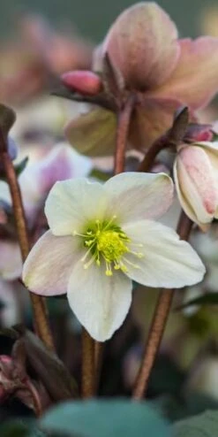 HELLEBORUS X Nigercors 'Emma' PBR